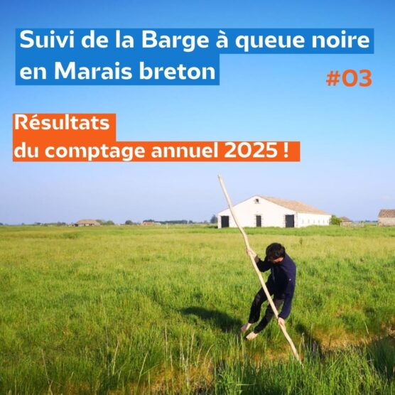 Suivi 2025 de la Barge à queue noire en Marais Breton #3