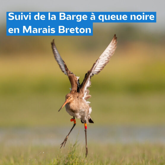 Suivi 2025 de la Barge à queue noire en Marais Breton #1