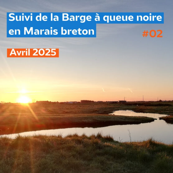 Suivi 2025 de la Barge à queue noire en Marais Breton #2