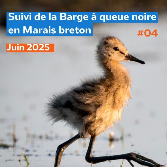 Suivi 2025 de la Barge à queue noire en Marais Breton #4